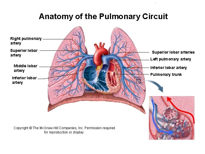 Anatomy of the Pulmonary Circuit Right pulmonary artery Superior lobar artery Middle lobar artery Anatomy of the Pulmonary Circuit Right pulmonary artery Superior lobar artery Middle lobar artery