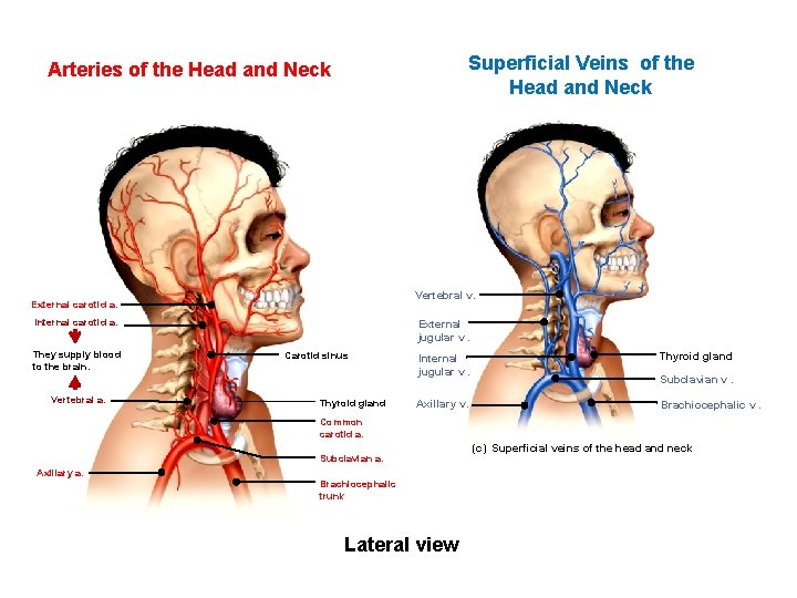 Superficial Veins of the Head and Neck Arteries of the Head and Neck Vertebral Superficial Veins of the Head and Neck Arteries of the Head and Neck Vertebral