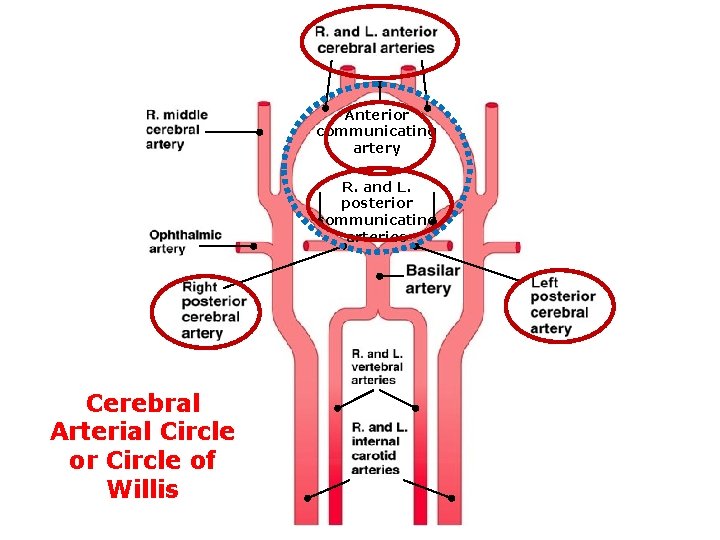 Anterior communicating artery R. and L. posterior communicating arteries Cerebral Arterial Circle or Circle Anterior communicating artery R. and L. posterior communicating arteries Cerebral Arterial Circle or Circle