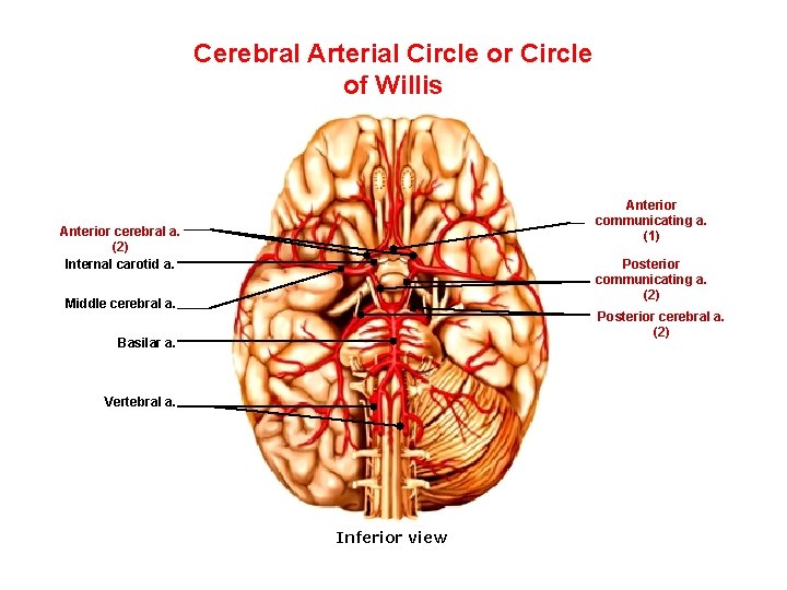 Cerebral Arterial Circle or Circle of Willis Anterior communicating a. (1) Anterior cerebral a. Cerebral Arterial Circle or Circle of Willis Anterior communicating a. (1) Anterior cerebral a.