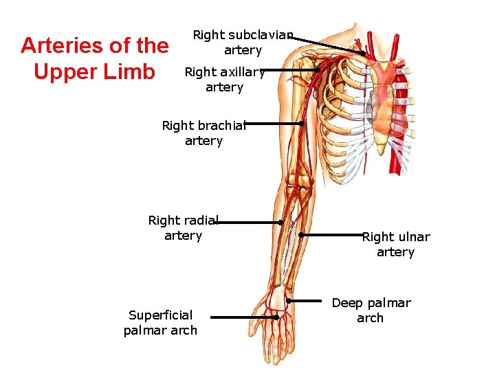 Arteries of the Upper Limb Right subclavian artery Right axillary artery Right brachial artery Arteries of the Upper Limb Right subclavian artery Right axillary artery Right brachial artery