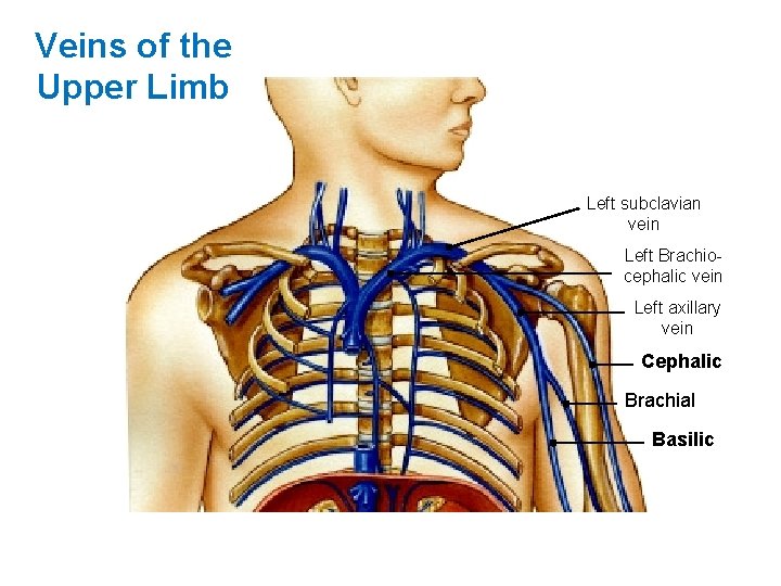 Veins of the Upper Limb Left subclavian vein Left Brachiocephalic vein Left axillary vein Veins of the Upper Limb Left subclavian vein Left Brachiocephalic vein Left axillary vein