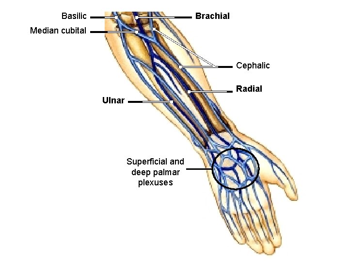 Basilic Brachial Median cubital Cephalic Radial Ulnar Superficial and deep palmar plexuses Basilic Brachial Median cubital Cephalic Radial Ulnar Superficial and deep palmar plexuses