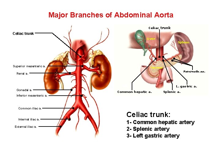 Major Branches of Abdominal Aorta Celiac trunk Liver Superior mesenteric a. Spleen Pancreas Pancreatic Major Branches of Abdominal Aorta Celiac trunk Liver Superior mesenteric a. Spleen Pancreas Pancreatic