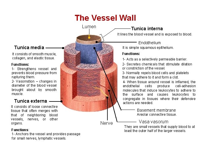 The Vessel Wall Lumen Tunica interna It lines the blood vessel and is exposed The Vessel Wall Lumen Tunica interna It lines the blood vessel and is exposed