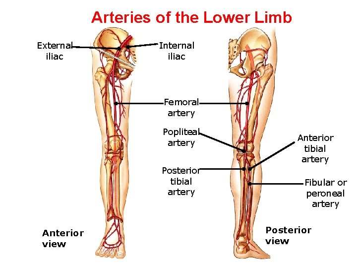 Arteries of the Lower Limb External iliac Internal iliac Femoral artery Popliteal artery Posterior Arteries of the Lower Limb External iliac Internal iliac Femoral artery Popliteal artery Posterior