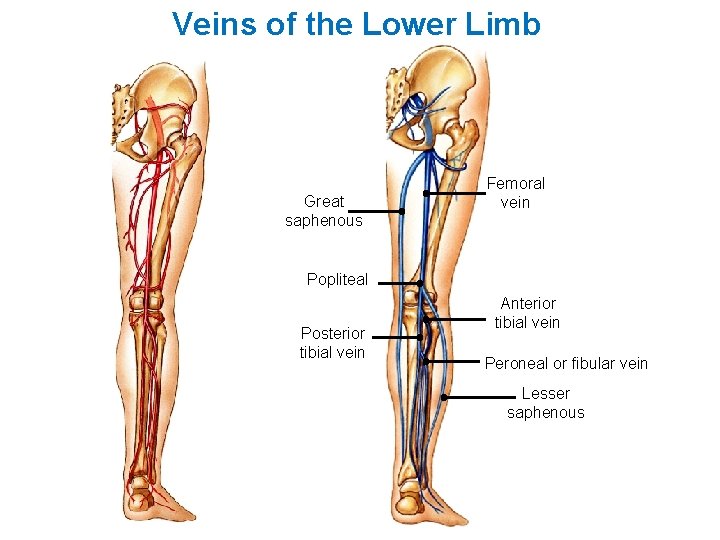 Veins of the Lower Limb Great saphenous Femoral vein Popliteal Posterior tibial vein Anterior Veins of the Lower Limb Great saphenous Femoral vein Popliteal Posterior tibial vein Anterior