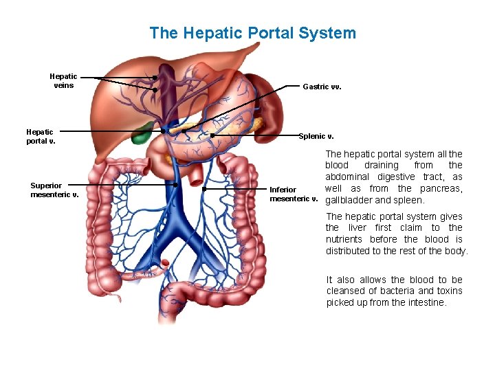 The Hepatic Portal System Hepatic veins Hepatic portal v. Superior mesenteric v. Gastric vv. The Hepatic Portal System Hepatic veins Hepatic portal v. Superior mesenteric v. Gastric vv.