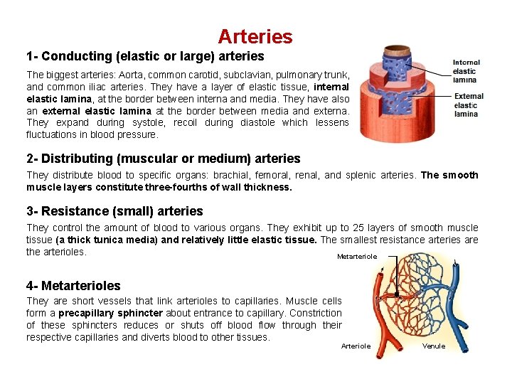 Arteries 1 - Conducting (elastic or large) arteries The biggest arteries: Aorta, common carotid, Arteries 1 - Conducting (elastic or large) arteries The biggest arteries: Aorta, common carotid,
