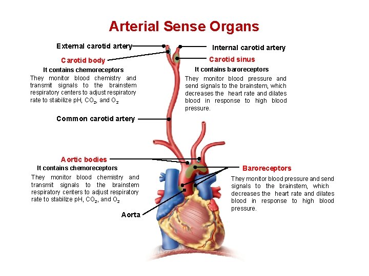 Arterial Sense Organs External carotid artery Internal carotid artery Carotid body Carotid sinus It Arterial Sense Organs External carotid artery Internal carotid artery Carotid body Carotid sinus It