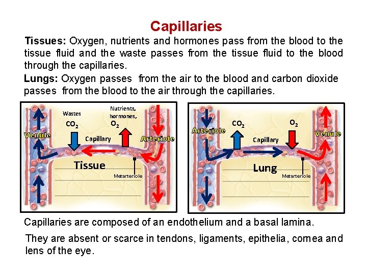 Capillaries Tissues: Oxygen, nutrients and hormones pass from the blood to the tissue fluid Capillaries Tissues: Oxygen, nutrients and hormones pass from the blood to the tissue fluid
