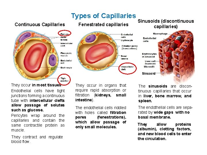 Types of Capillaries Continuous Capillaries They occur in most tissues. Endothelial cells have tight Types of Capillaries Continuous Capillaries They occur in most tissues. Endothelial cells have tight