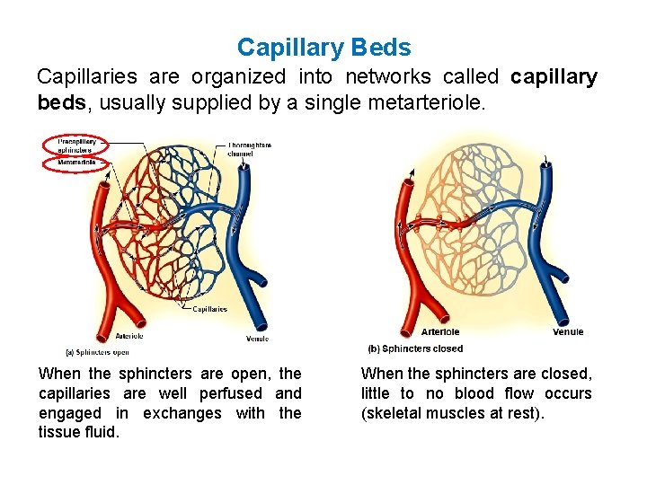Capillary Beds Capillaries are organized into networks called capillary beds, usually supplied by a Capillary Beds Capillaries are organized into networks called capillary beds, usually supplied by a