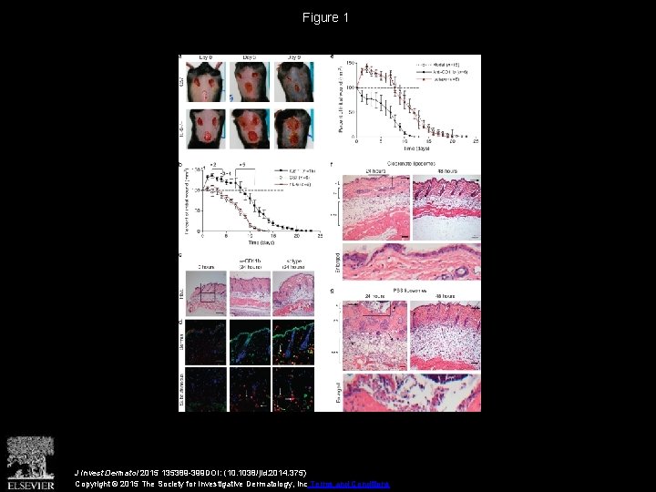 Figure 1 J Invest Dermatol 2015 135389 -399 DOI: (10. 1038/jid. 2014. 375) Copyright