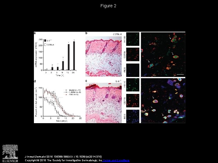 Figure 2 J Invest Dermatol 2015 135389 -399 DOI: (10. 1038/jid. 2014. 375) Copyright