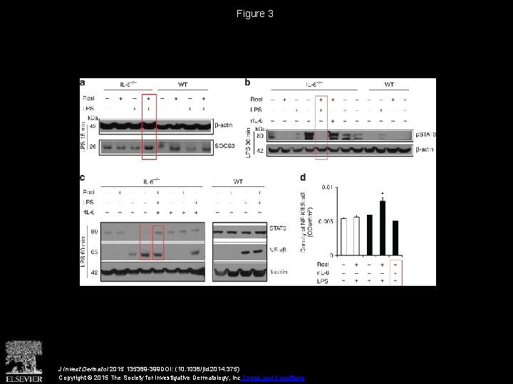 Figure 3 J Invest Dermatol 2015 135389 -399 DOI: (10. 1038/jid. 2014. 375) Copyright