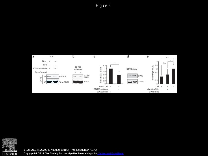 Figure 4 J Invest Dermatol 2015 135389 -399 DOI: (10. 1038/jid. 2014. 375) Copyright