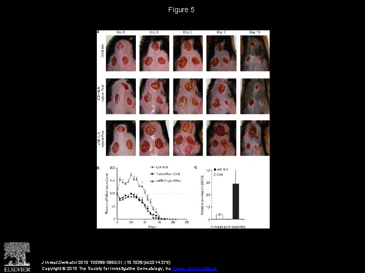 Figure 5 J Invest Dermatol 2015 135389 -399 DOI: (10. 1038/jid. 2014. 375) Copyright