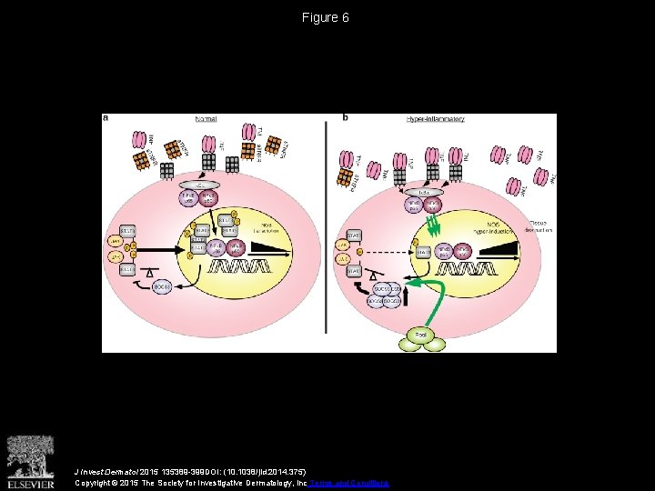 Figure 6 J Invest Dermatol 2015 135389 -399 DOI: (10. 1038/jid. 2014. 375) Copyright