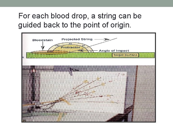 For each blood drop, a string can be guided back to the point of