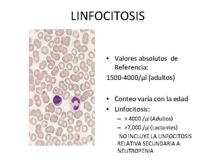 LINFOCITOSIS • Valores absolutos de Referencia: 1500 -4000/µl (adultos) • Conteo varía con la