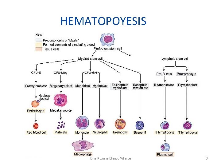 HEMATOPOYESIS Dra. Roxana Blanco Villarte 3 