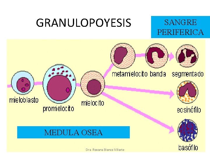 GRANULOPOYESIS SANGRE PERIFERICA MEDULA OSEA Dra. Roxana Blanco Villarte 4 