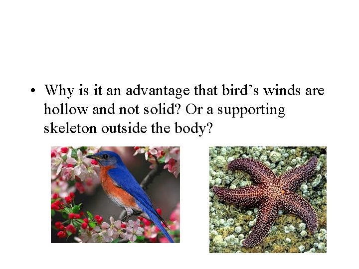  • Why is it an advantage that bird’s winds are hollow and not