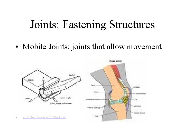Joints: Fastening Structures • Mobile Joints: joints that allow movement • You. Tube -