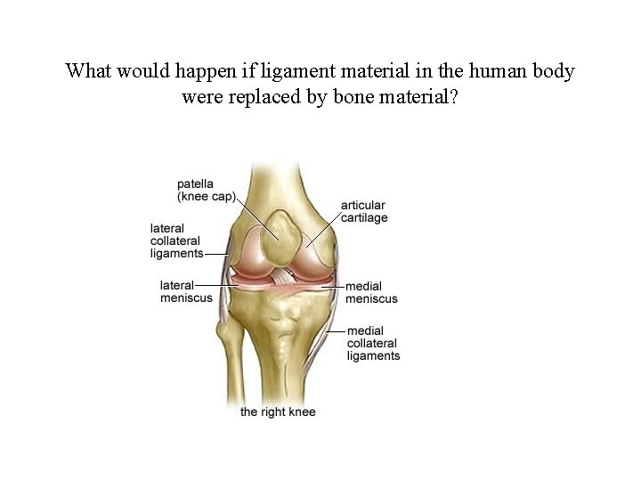 What would happen if ligament material in the human body were replaced by bone