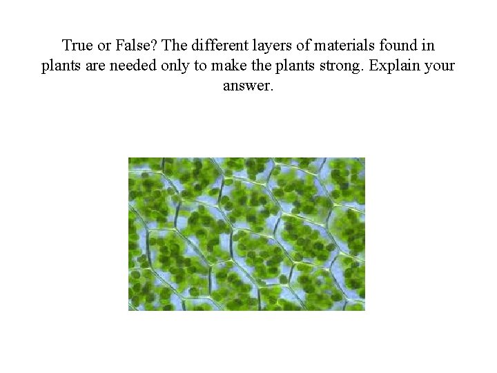 True or False? The different layers of materials found in plants are needed only
