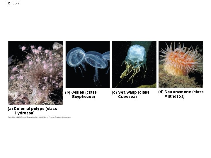 Fig. 33 -7 (b) Jellies (class Scyphozoa) (a) Colonial polyps (class Hydrozoa) (c) Sea