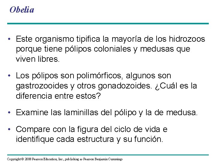 Obelia • Este organismo tipifica la mayoría de los hidrozoos porque tiene pólipos coloniales