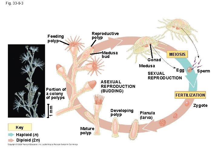 Fig. 33 -8 -3 Feeding polyp Reproductive polyp Medusa bud ASEXUAL REPRODUCTION (BUDDING) Portion