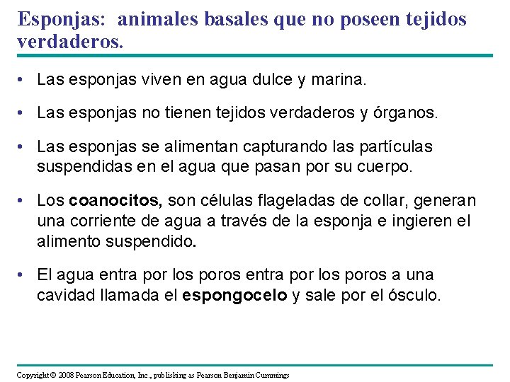 Esponjas: animales basales que no poseen tejidos verdaderos. • Las esponjas viven en agua