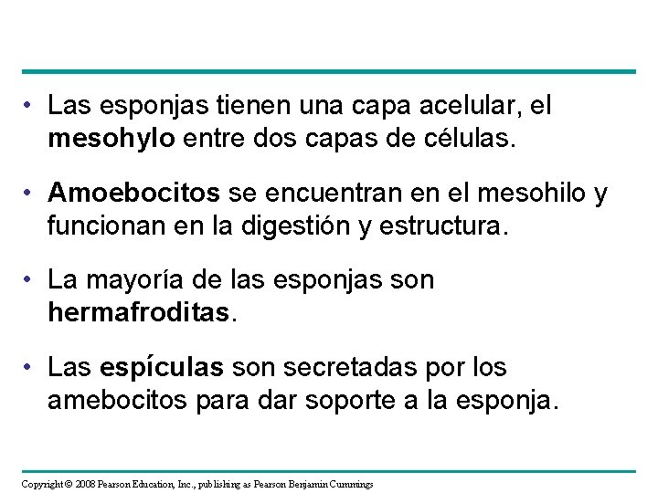  • Las esponjas tienen una capa acelular, el mesohylo entre dos capas de