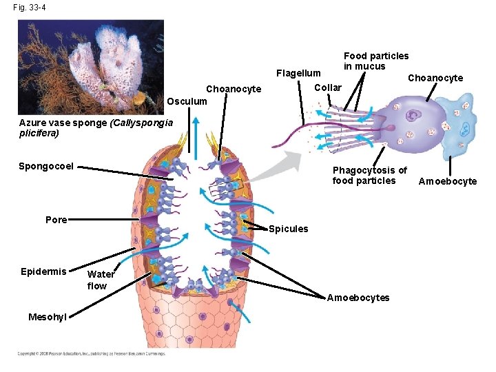 Fig. 33 -4 Choanocyte Osculum Flagellum Collar Food particles in mucus Choanocyte Azure vase