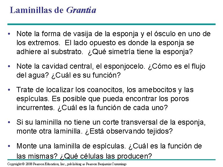 Laminillas de Grantia • Note la forma de vasija de la esponja y el