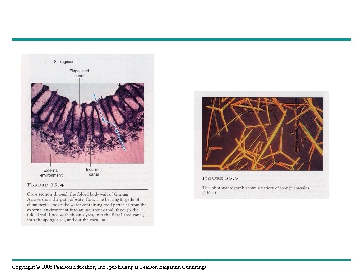 Copyright © 2008 Pearson Education, Inc. , publishing as Pearson Benjamin Cummings 