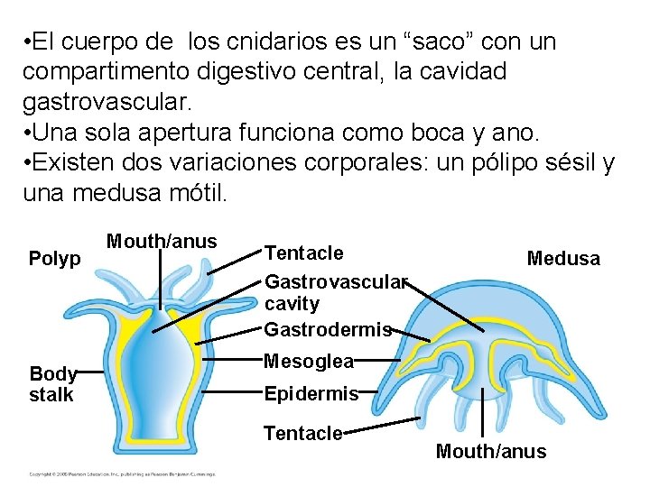  • El cuerpo de los cnidarios es un “saco” con un compartimento digestivo