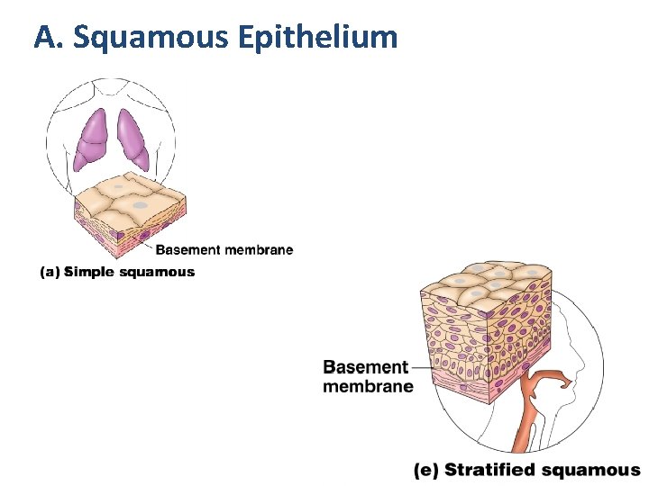 A. Squamous Epithelium 
