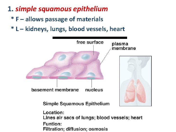 1. simple squamous epithelium * F – allows passage of materials * L –