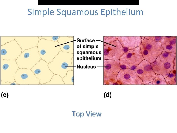Simple Squamous Epithelium Top View 