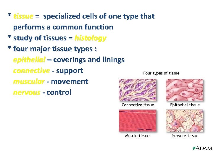 * tissue = specialized cells of one type that performs a common function *