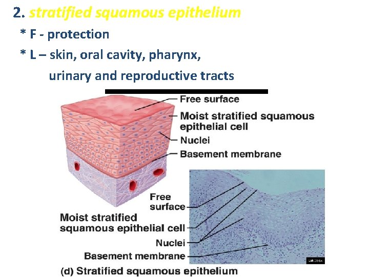 2. stratified squamous epithelium * F - protection * L – skin, oral cavity,