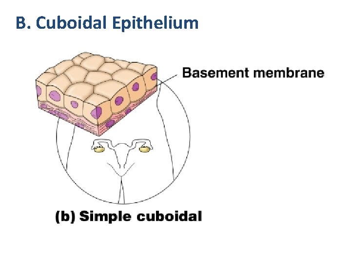 B. Cuboidal Epithelium 