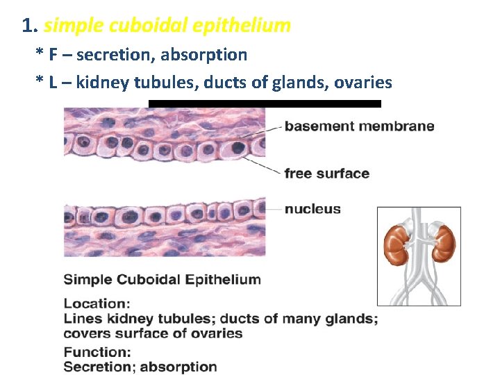 1. simple cuboidal epithelium * F – secretion, absorption * L – kidney tubules,