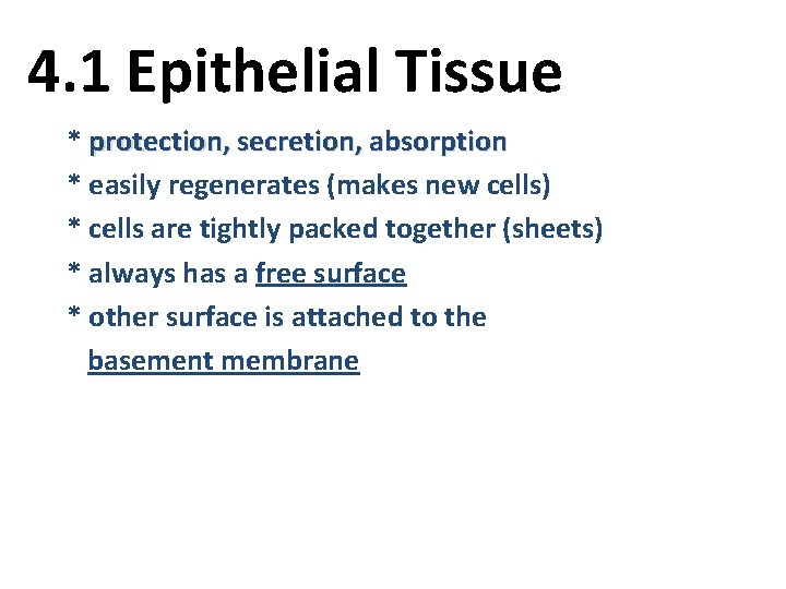 4. 1 Epithelial Tissue * protection, secretion, absorption * easily regenerates (makes new cells)