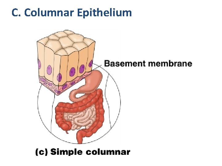 C. Columnar Epithelium 