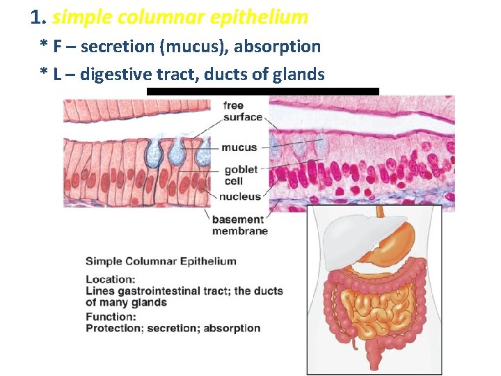 1. simple columnar epithelium * F – secretion (mucus), absorption * L – digestive